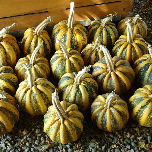 Pumpkin Tonda Padana seeds, organic seeds SW904