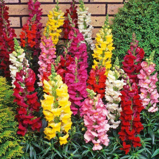 Snapdragon Tall Mix seeds, organic seeds SW196