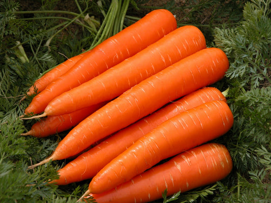 Carrot seeds, Carrot Red Giant SW631