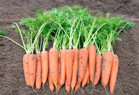 Carrot seeds, Carrot Vita Long SW630