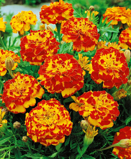 Marigolds seeds,  0,5g Marigolds Rejected Bolero,Tagetes Flower Seeds,Striped Flower SW183