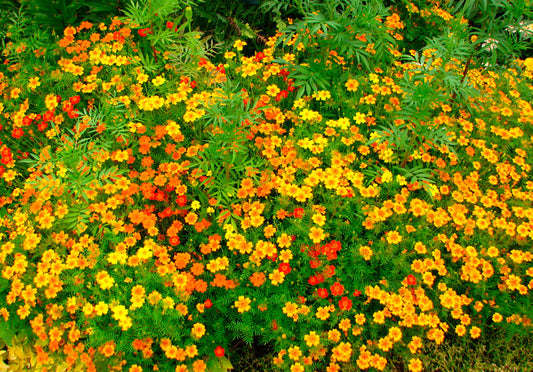 Marigolds seeds,  0,1g Marigold Mexican mix ,Tagetes Flower Seeds,Striped Flower SW181