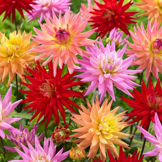 Dahlia seeds,  0,2g Dahlia Cactus Mix, heirloom organic SW189