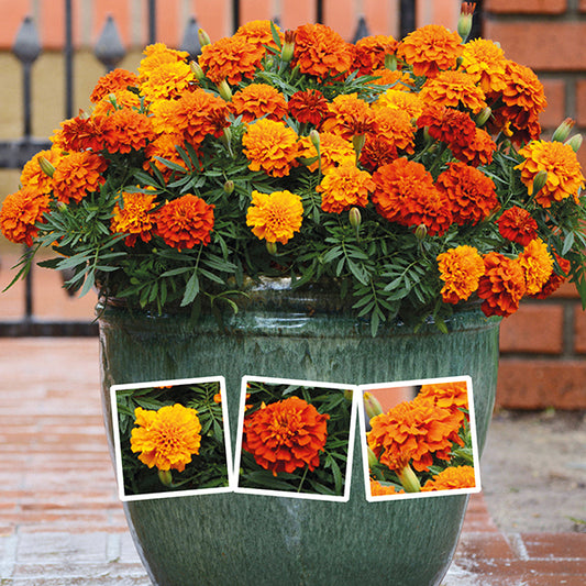 Marigolds seeds,  0,5g Marigolds Rejected mix,Tagetes Flower Seeds,Striped Flower SW182