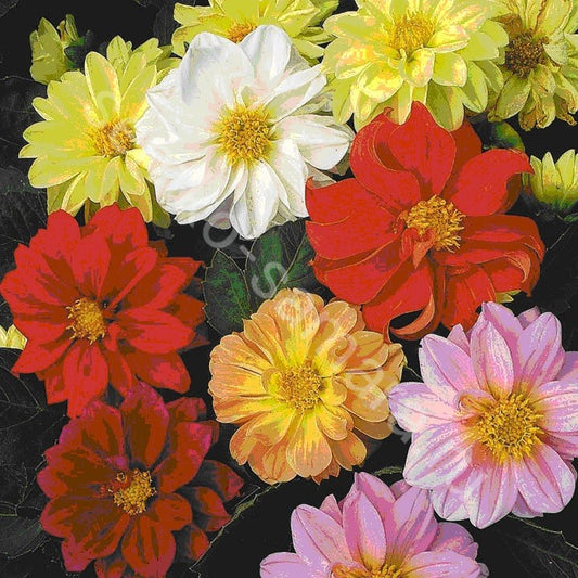 Dahlia seeds,  0,2g Dahlia Mix, heirloom organic SW190