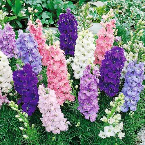 Delphinium seeds 1000 Delphinium Tall Mix seeds  Ukrainian organic seeds SW191