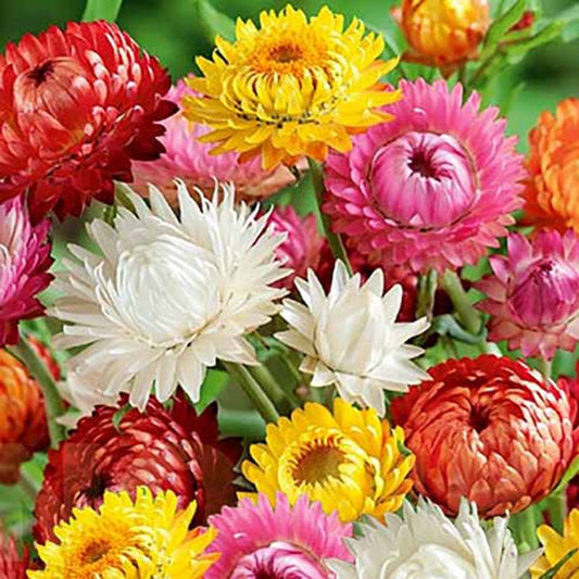 Helichrysum seeds,  0,2g Helichrysum Strawflower Mix seeds, heirloom organic SW188