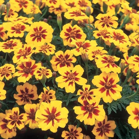 Marigolds seeds,  0,5g Marigolds Rejected LEGION OF HONOR,Tagetes Flower Seeds,Striped Flower SW184