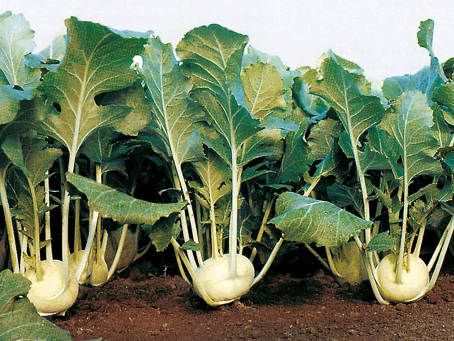 Cabbage Kohlrabi White seeds SW882