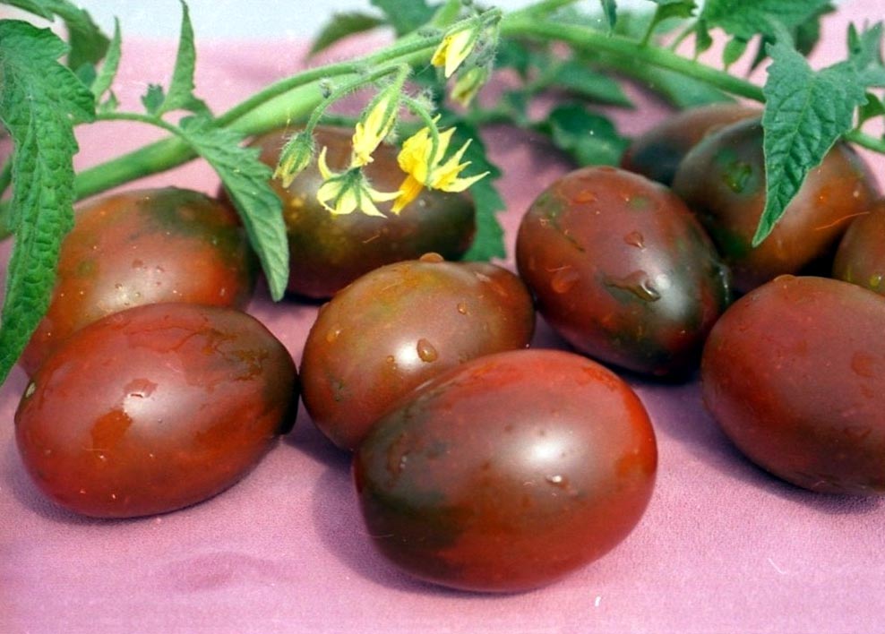 Tomato seeds De Barao black SW910