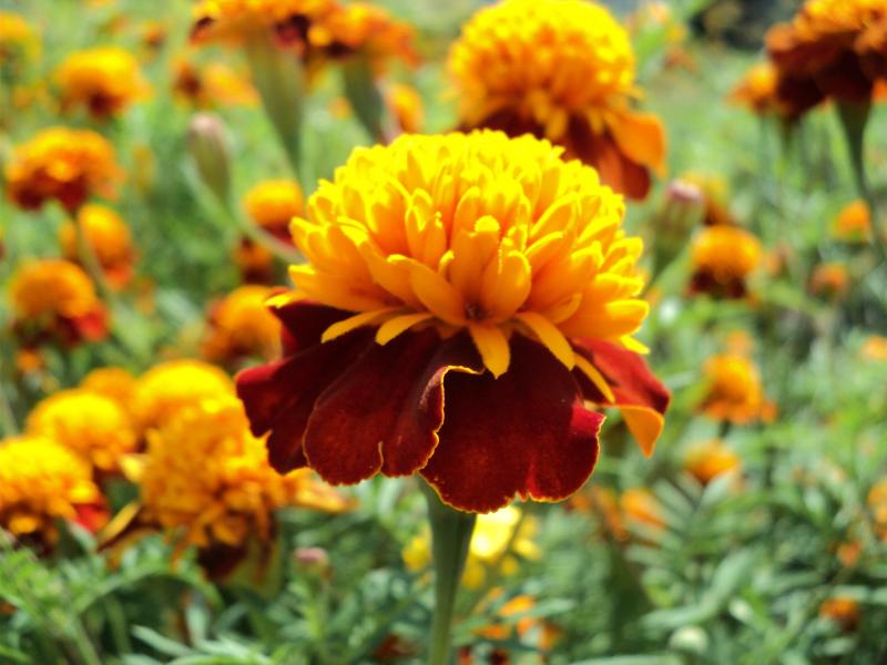 Marigolds Tiger Eye seeds, organic seeds SW962