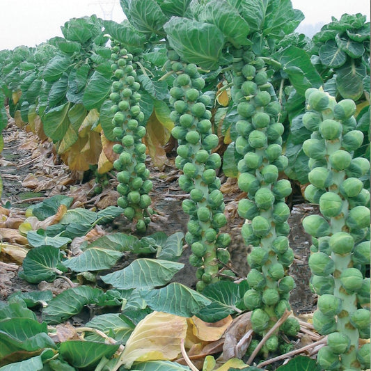 Brussels sprouts seeds SW31