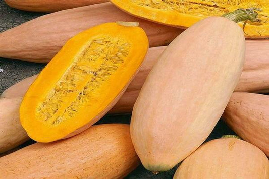 Pumpkin Pink Banana seeds, organic seeds SW50