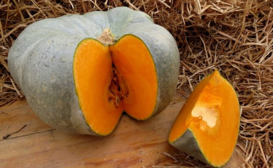 Pumpkin Volga gray seeds, organic seeds SW209