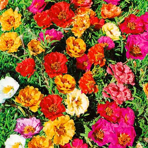 Portulaca Mix seeds, organic seeds  SW18