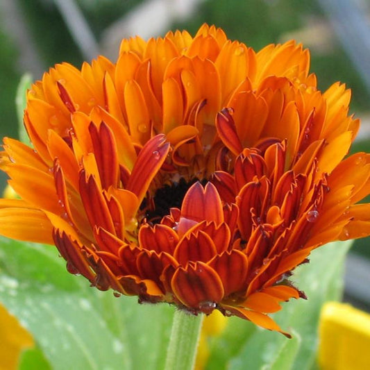 Calendula officinalis seeds, organic seeds SW05