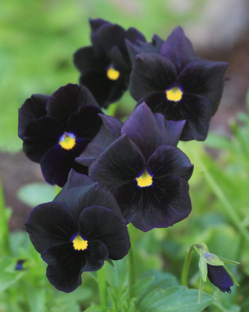 Viola seeds, Viola black Crystal SW834