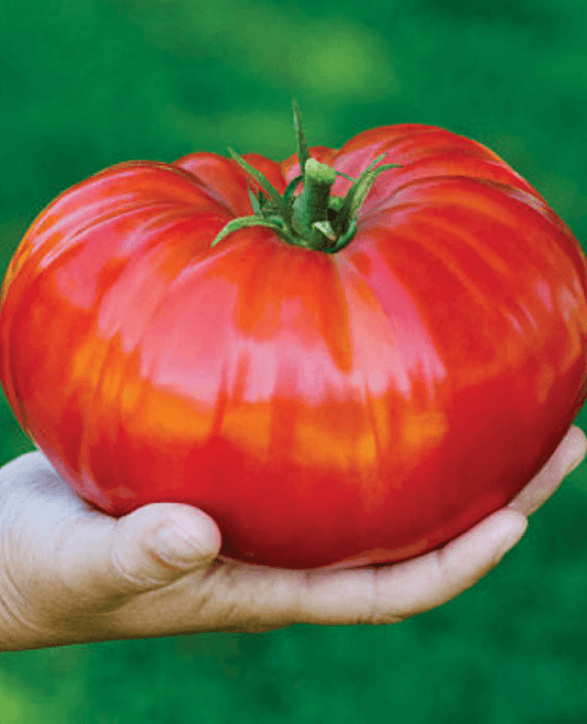 Tomato seeds Bogatyr SW439