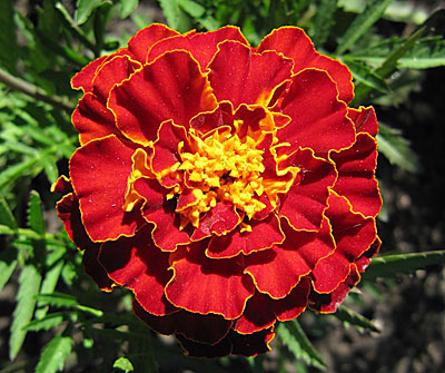 Marigolds Carmen seeds, organic seeds SW878